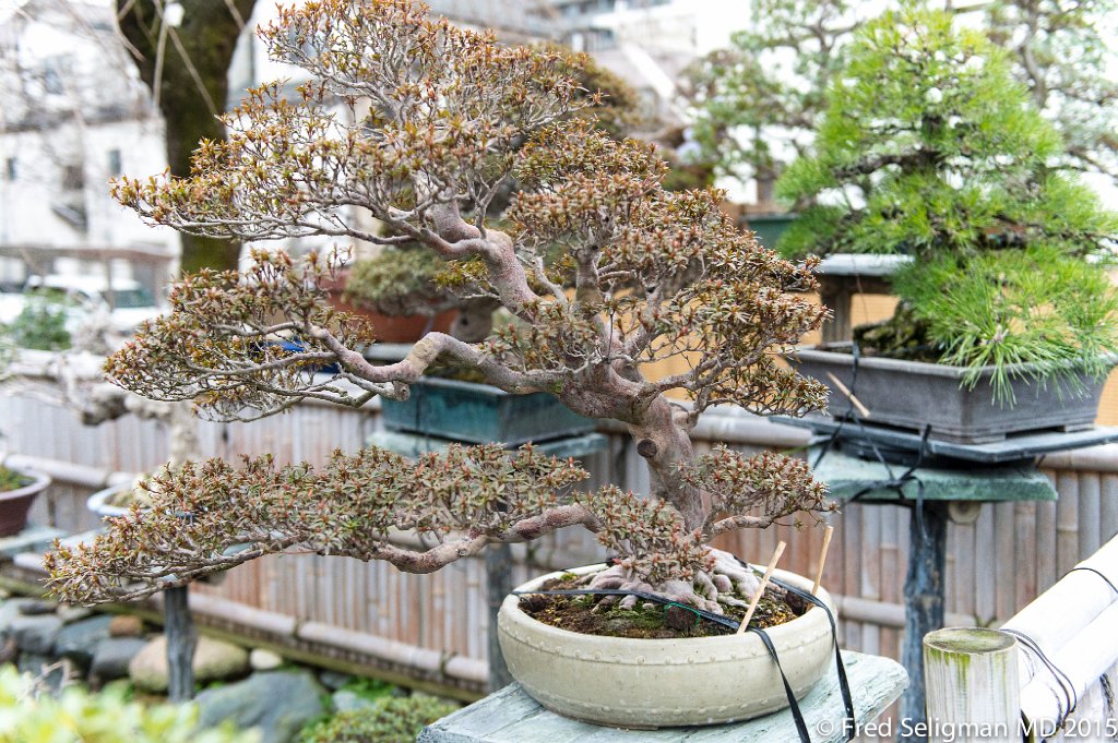 20150310_162537 D4S.jpg - Bonsai Museum and Gardens Tokyo, a famous garden more than 400 years old. Rare bonsai are more than 500 years old.